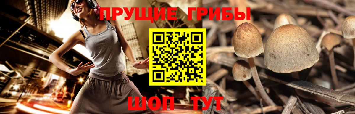Галлюциногенные грибы MAGIC MUSHROOMS  Вход с VPN  Галлюциногенные грибы мицелий  Кузнецк 